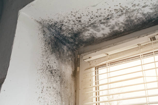 Trusted Attic Mold Removal service in Mahaffey, PA - Cheap Mold Removal