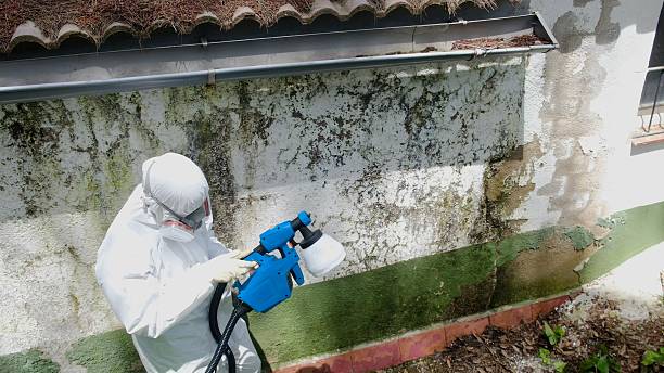 Top rated local Basement Mold Removal specialists in Mahaffey, PA